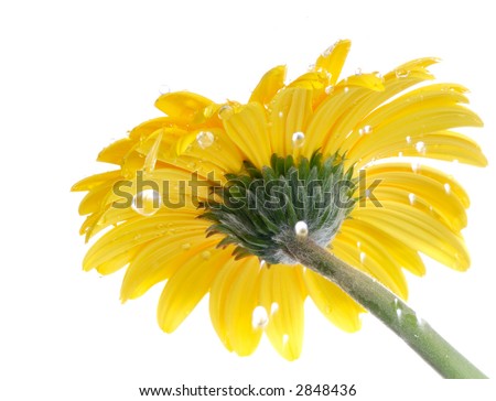 Yellow gerbera in the rain. Picture was made in a studio.