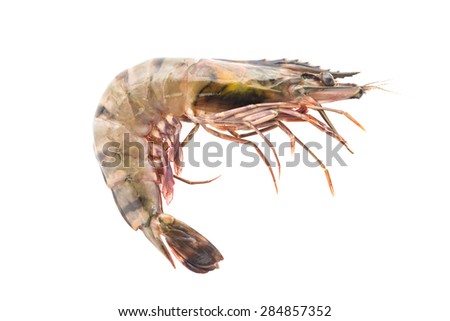 Raw Tiger prawn shrimp isolated on white background