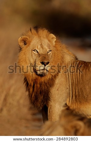 Portrait of a big male African lion (Panthera leo), Kruger National Park, South Africa