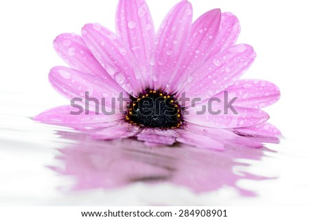 Flower (Osteosperm) with raindrops is reflected off the water.