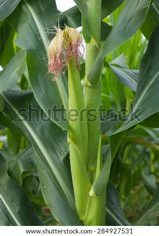 Corn Close up pictures, Corn for animal raising.