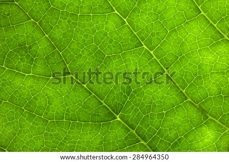 Macro Photo Of Leaf Texture.