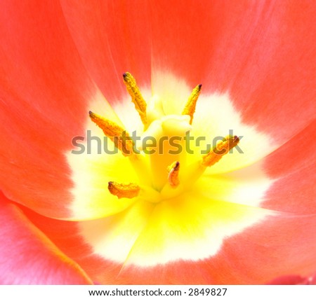 Beautiful tulip close up on a white background. See other photos of tulips in my portfolio