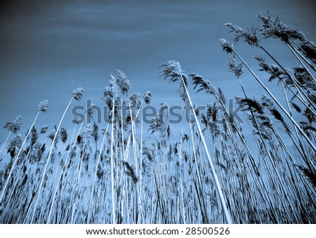 beautiful abstract natural scene sky and tall grass