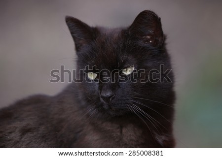 A Feral Black Cat Posing for a Picture