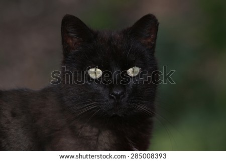 A Feral Black Cat Posing for a Picture