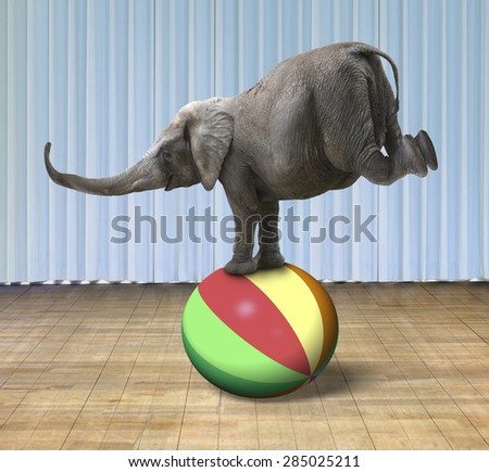 Elephant balancing on a colorful ball, with indoor stage background