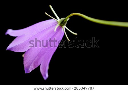 separately bell flower on colored background