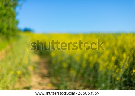 Blurred blossoming canola field under blue sky creating interesting yellow color background. Natural and fresh organic backdrop wallpaper of rape and colza seeds