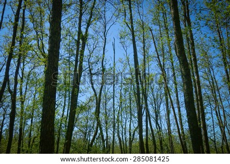 Tree trunks towards blue sky