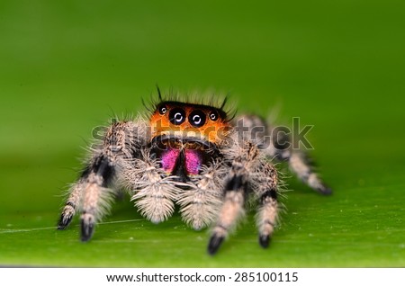 jumping spider Royalty-Free Stock Photo #285100115