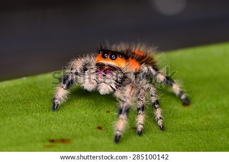 jumping spider Royalty-Free Stock Photo #285100142