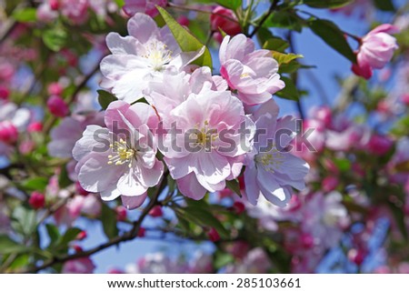 Chinese flowering crab-apple blooming  Royalty-Free Stock Photo #285103661
