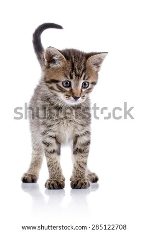 Striped small kitten on a white background.