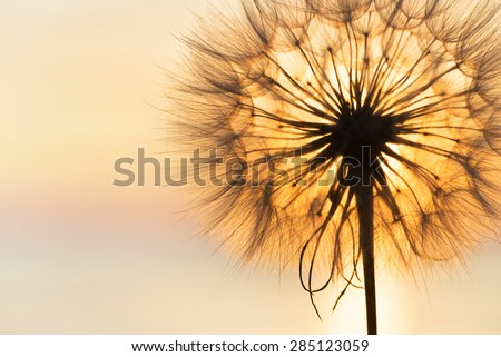 Dandelion close-up silhouette against sunset sky, meditative zen background Royalty-Free Stock Photo #285123059