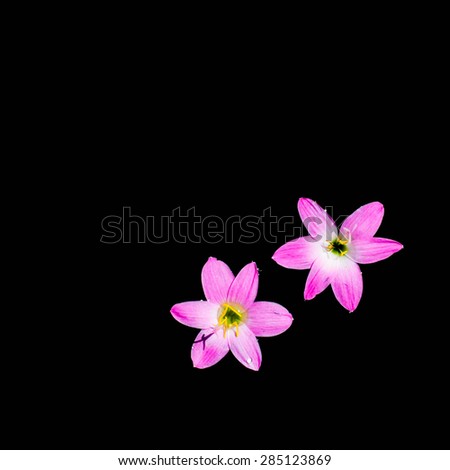 the purple color flower on black background