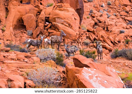 Desert big horn sheep in Valley of Fire State Park, Nevada, USA Royalty-Free Stock Photo #285125822