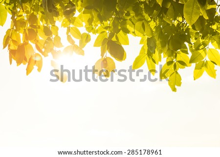 green leaves with sunlight