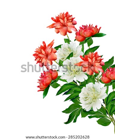 peony flowers isolated on white background