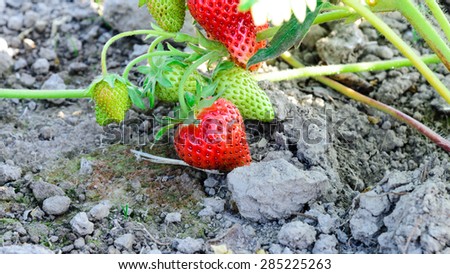 Bush of fresh ripe strawberry ready to harvest  and green unripe and flower in Puyallup, Washington State, USA. Panoramic style.