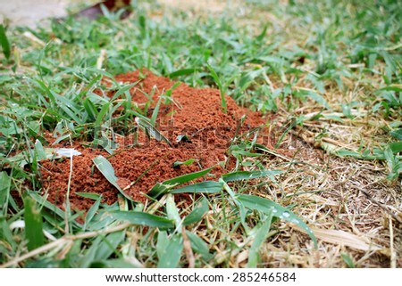 Ants nest with green grass