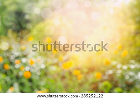 Flowers garden or park , blurred nature background