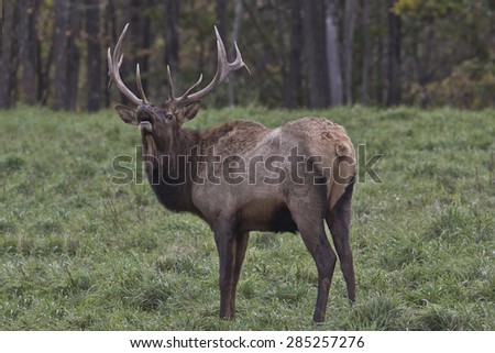 Bull Elk - Photograph taken in Elk County, Elk State Forest, Benezette, Pennsylvania