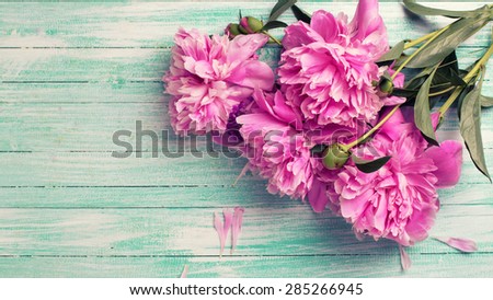 Splendid  pink  peonies flowers on turquoise painted wooden planks. Selective focus. Place for text. Toned image.