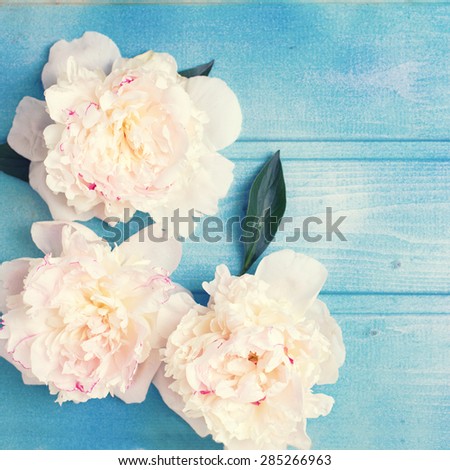 Splendid white peonies  flowers on blue painted wooden planks. Selective focus. Place for text. Square image. 