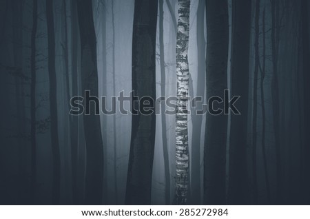 tree with white bark in dark forest