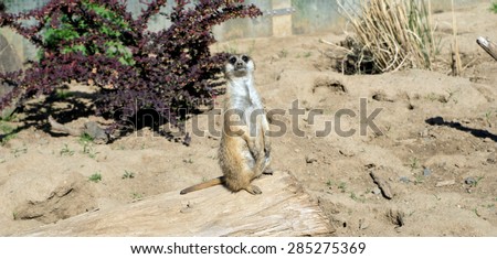 Meerkat in an enclosure / Meerkat