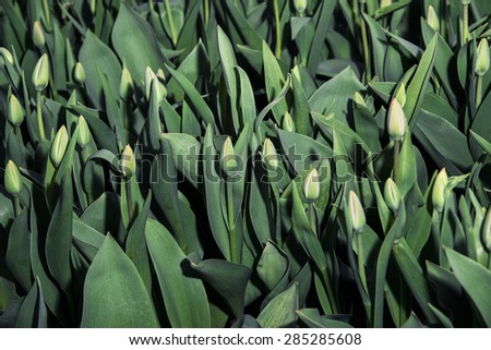 Buds of tulip