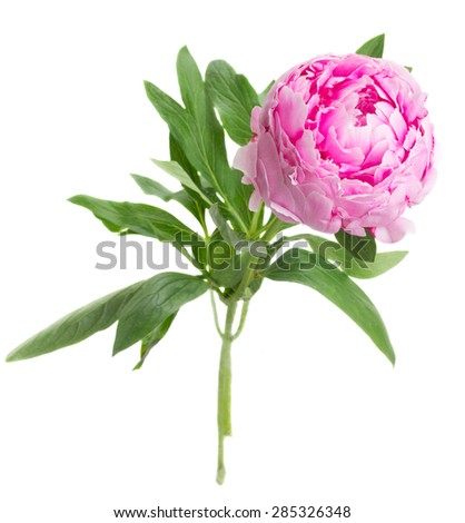 one pink   peony flowers   isolated on white background