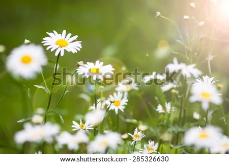 Daisies in the sun light. Summer flowers - daisy on green background 