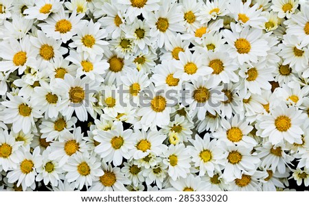 Beautiful background of chrysanthemum flowers in the park.