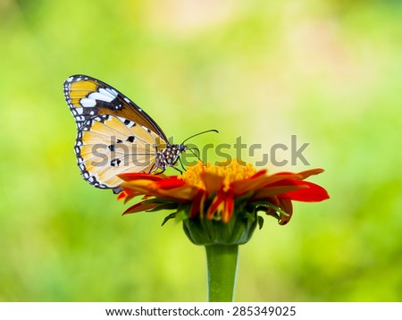 Plain Tiger butterfly on a mexican sunflower in the outdoor nature