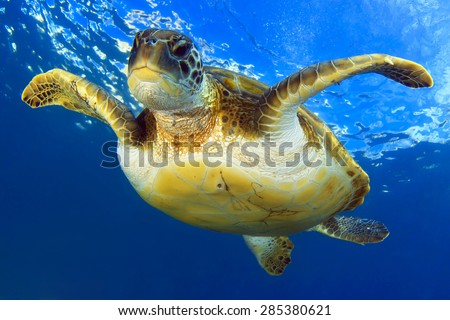 Flying green turtle Royalty-Free Stock Photo #285380621
