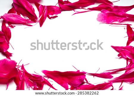 Decorative frame from the petals of a peony and place for text.