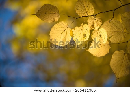 Yellow autumnal linden foliage, selective focus and shallow DoF