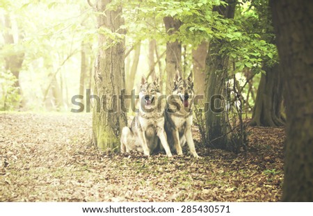 two happinesss Saarloos Wolfhound Czechoslovakian wolfdog in spring forest