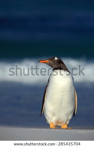 Gentoo penguin, standing on the white beach with dark blue sea wave in the background, Falkland Islands.