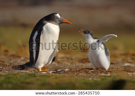 Young gentoo penguin begging food beside adult gentoo penguin, Falkland Islands.