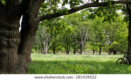 Wood oak grove bright spring.