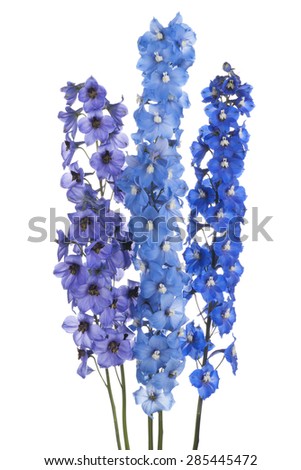 Studio Shot of Blue Colored Delphinium Flowers Isolated on White Background. Large Depth of Field (DOF). Macro.