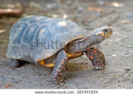 redfoot tortoise with nature background