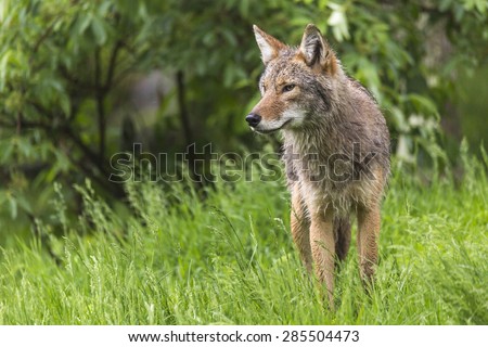 A lone coyote in a forest Royalty-Free Stock Photo #285504473