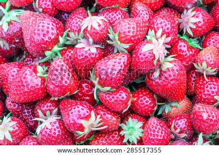 Heap of fresh organic strawberries handpicked from a strawberry farm in Puyallup, Washington State, US. Panoramic style.