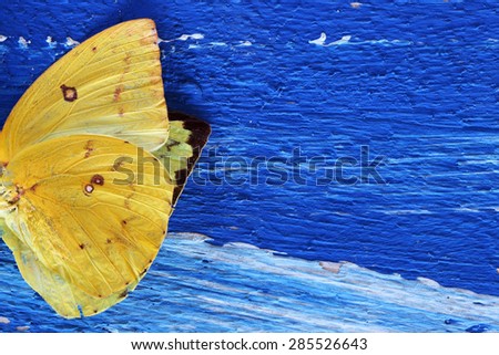 butterfly wing on grunge colorful wooden panel