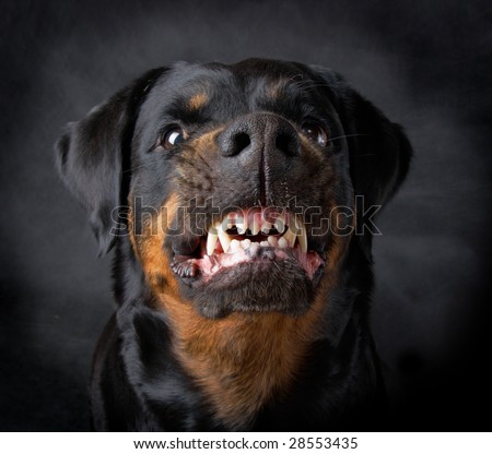 Rottweiler the girl of 6 years on a black background Royalty-Free Stock Photo #28553435