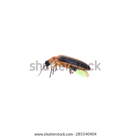 Firefly isolate on white background (BUG) Royalty-Free Stock Photo #285540404